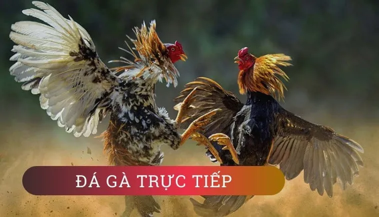 Cách Chơi Đá Gà WS168 Tại 789WIN Hiệu Quả Và Chi Tiết Nhất